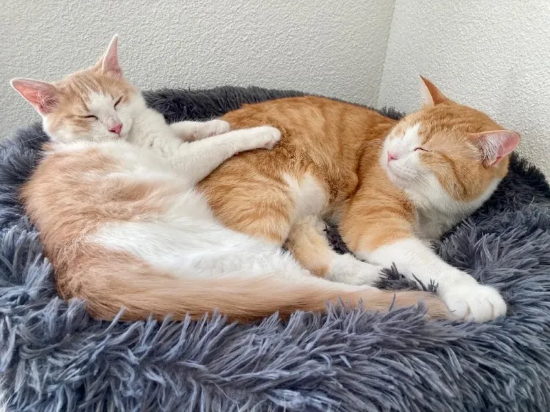 Katzenpension Mikesch — Katzenpension in Altstätten, St. Gallen. Bewertung 5.0/5.