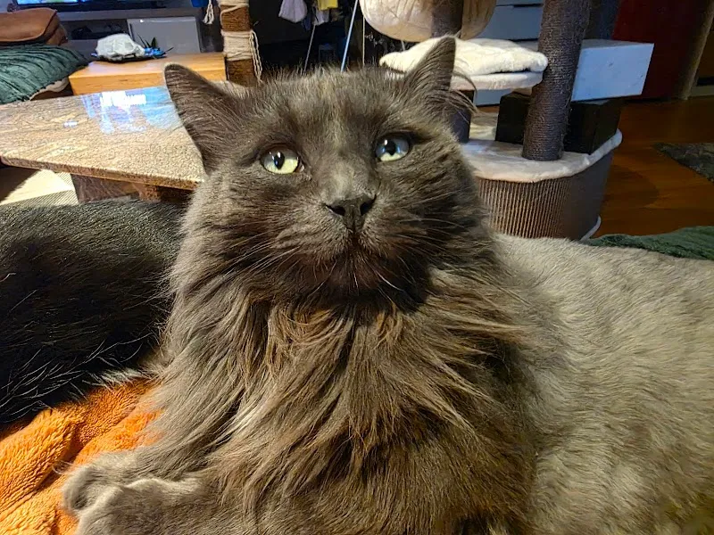 Katzenpension Mikesch — Pension pour chats, Altstätten, Saint-Gall. Foto 2