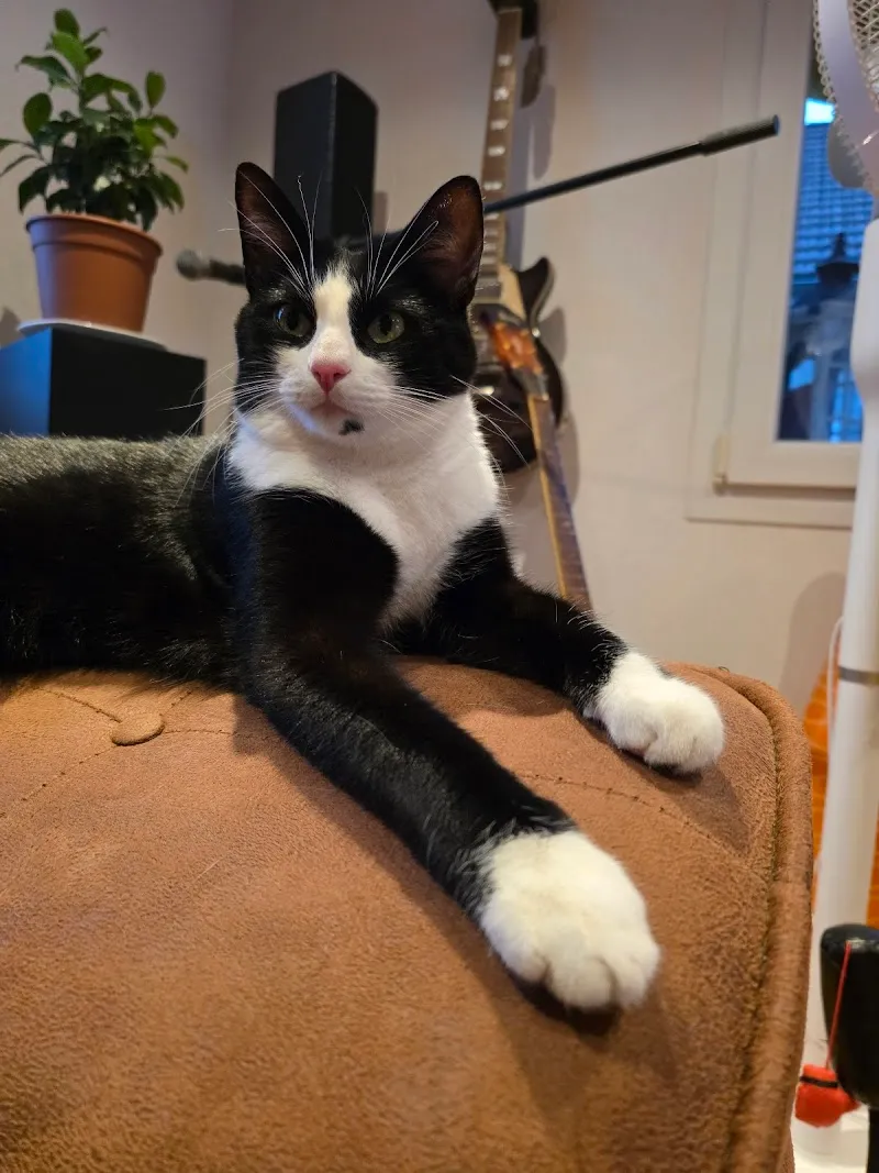 Katzenpension Mikesch — Pension pour chats, Altstätten, Saint-Gall. Foto 3