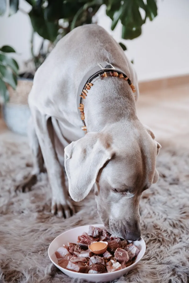 Babarf — Zoofachhandel in Bussigny, Waadt. Bewertung 4.7/5.