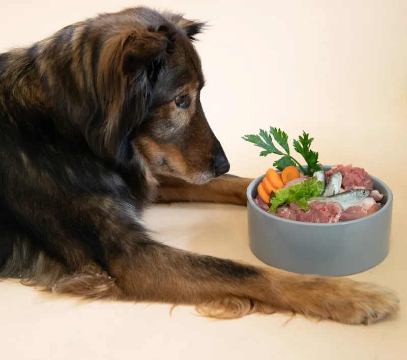 Babarf — Animalerie, Bussigny, Vaud. Foto 3