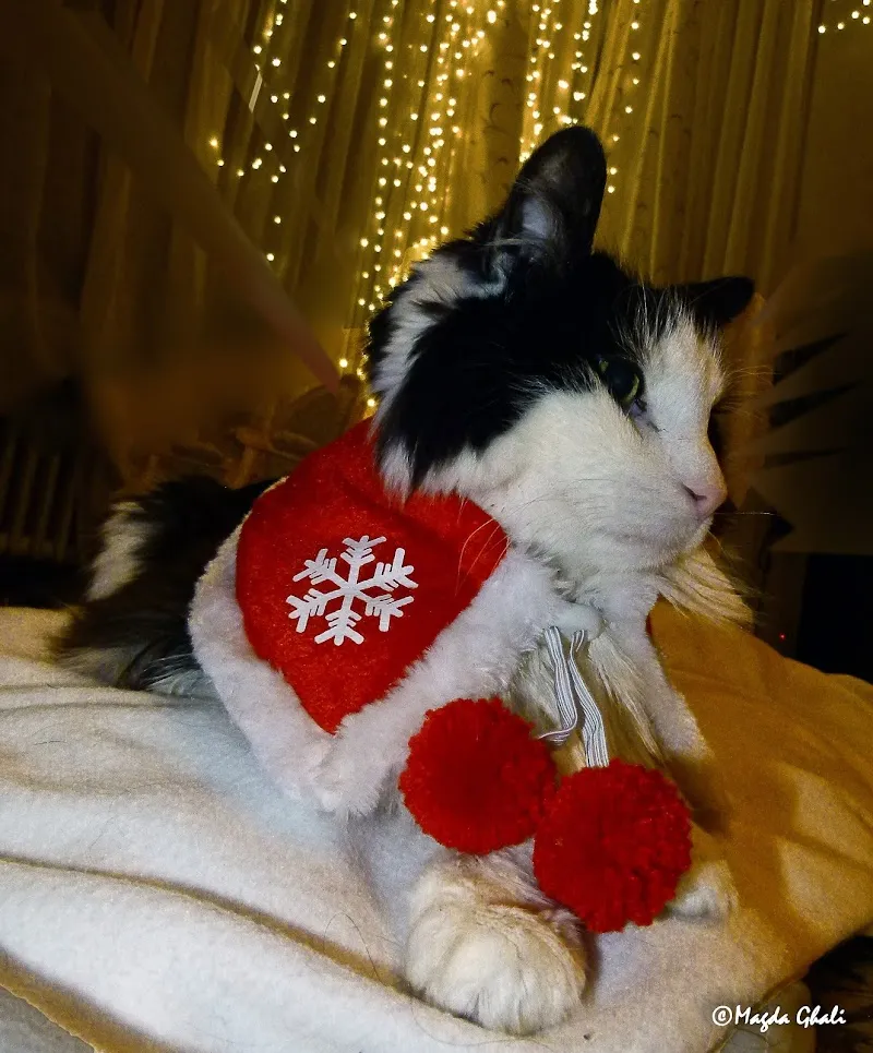 Canicrok - Pet Jungle — Zoofachhandel, Genève, Genf. Foto 3