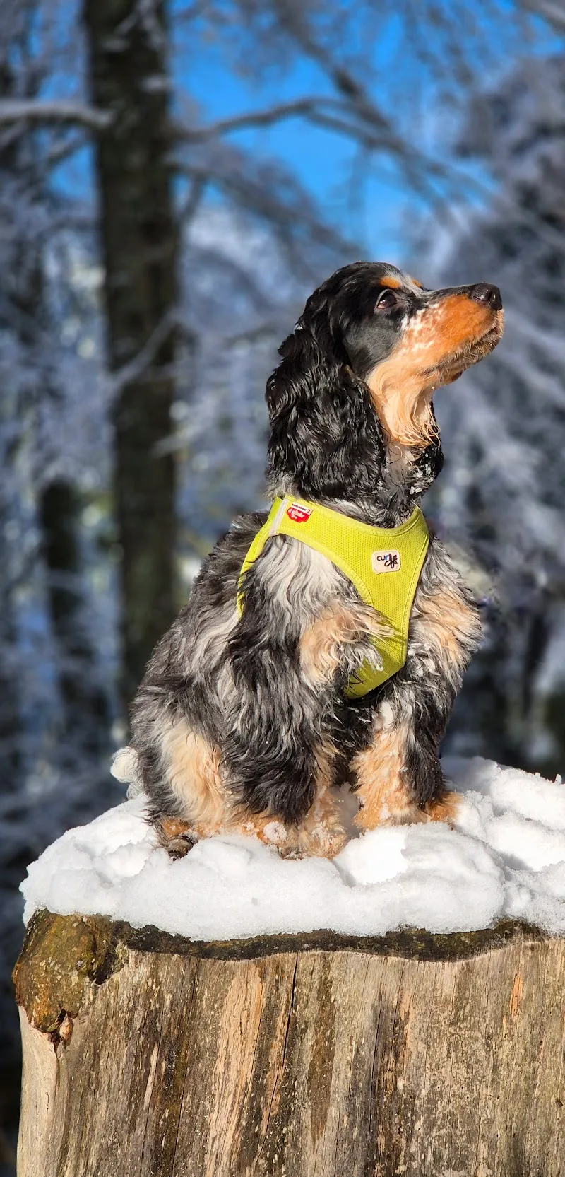 Crokeo — Zoofachhandel, Lausanne, Waadt. Foto 3