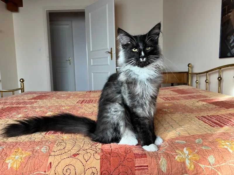 Elevage des Fines Terres — Zoofachhandel in Aigle, Waadt. Bewertung 4.6/5.