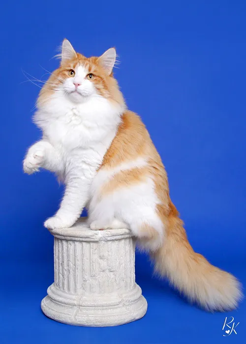 Elevage des Fines Terres — Zoofachhandel, Aigle, Waadt. Foto 2