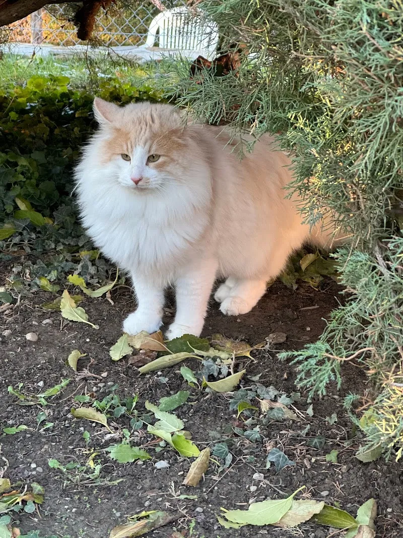 Elevage des Fines Terres — Zoofachhandel, Aigle, Waadt. Foto 3