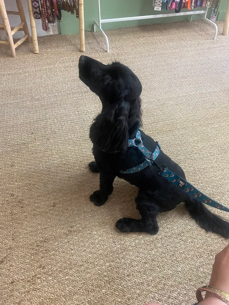 Flair & Co — Animalerie, Morges, Vaud. Foto 2