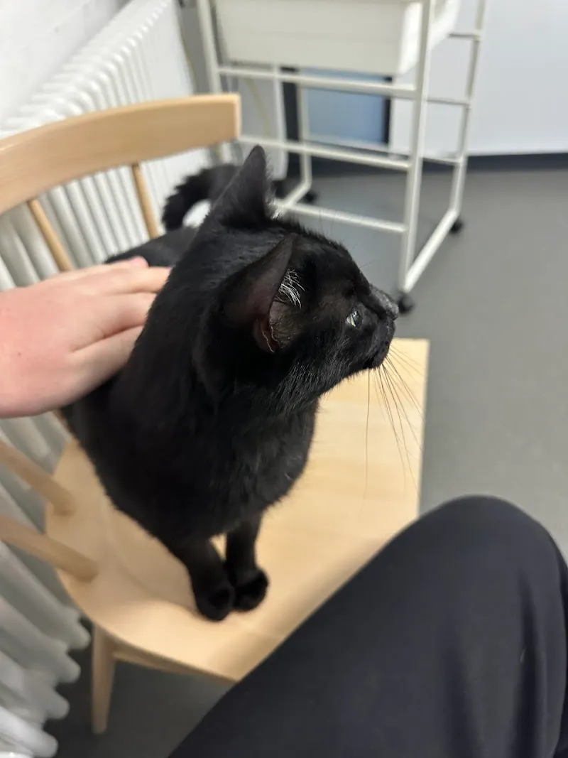 STMZ Schweiz. Tiermeldezentrale — Katzenpension in Stans, Nidwalden. Bewertung 4.9/5.