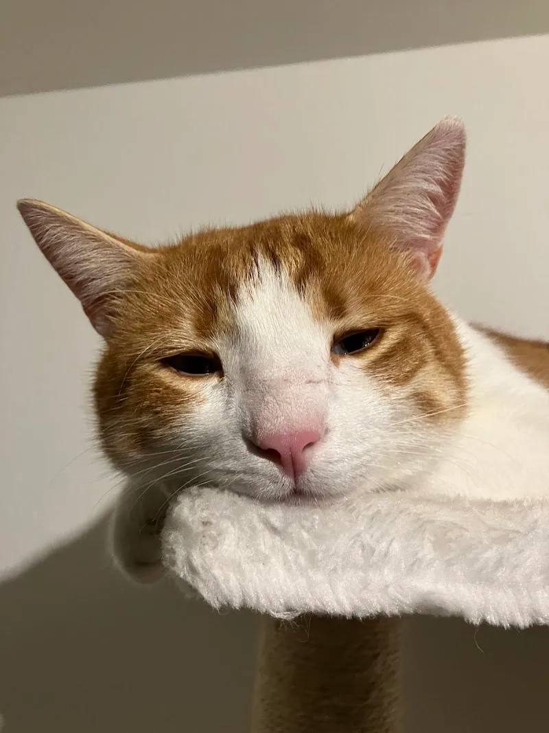 STMZ Schweiz. Tiermeldezentrale — Pension pour chats, Stans, Nidwald. Foto 2