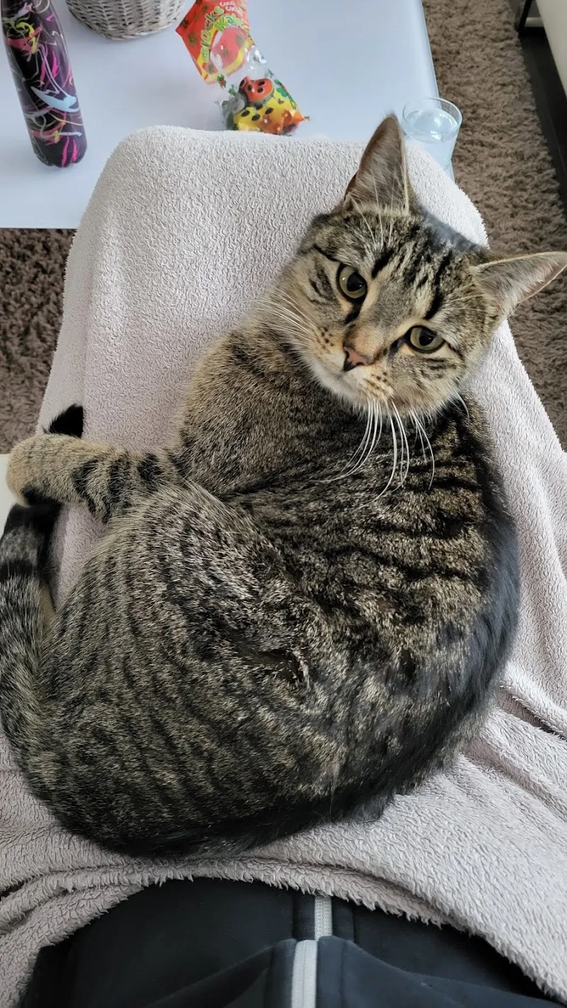 STMZ Schweiz. Tiermeldezentrale — Pension pour chats, Stans, Nidwald. Foto 3