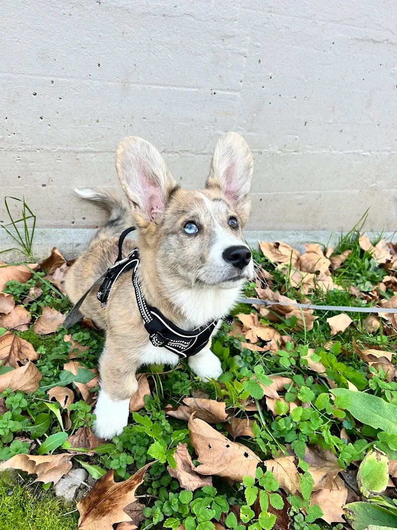 Fressnapf Vevey — Zoofachhandel in Vevey, Waadt. Bewertung 4.9/5.