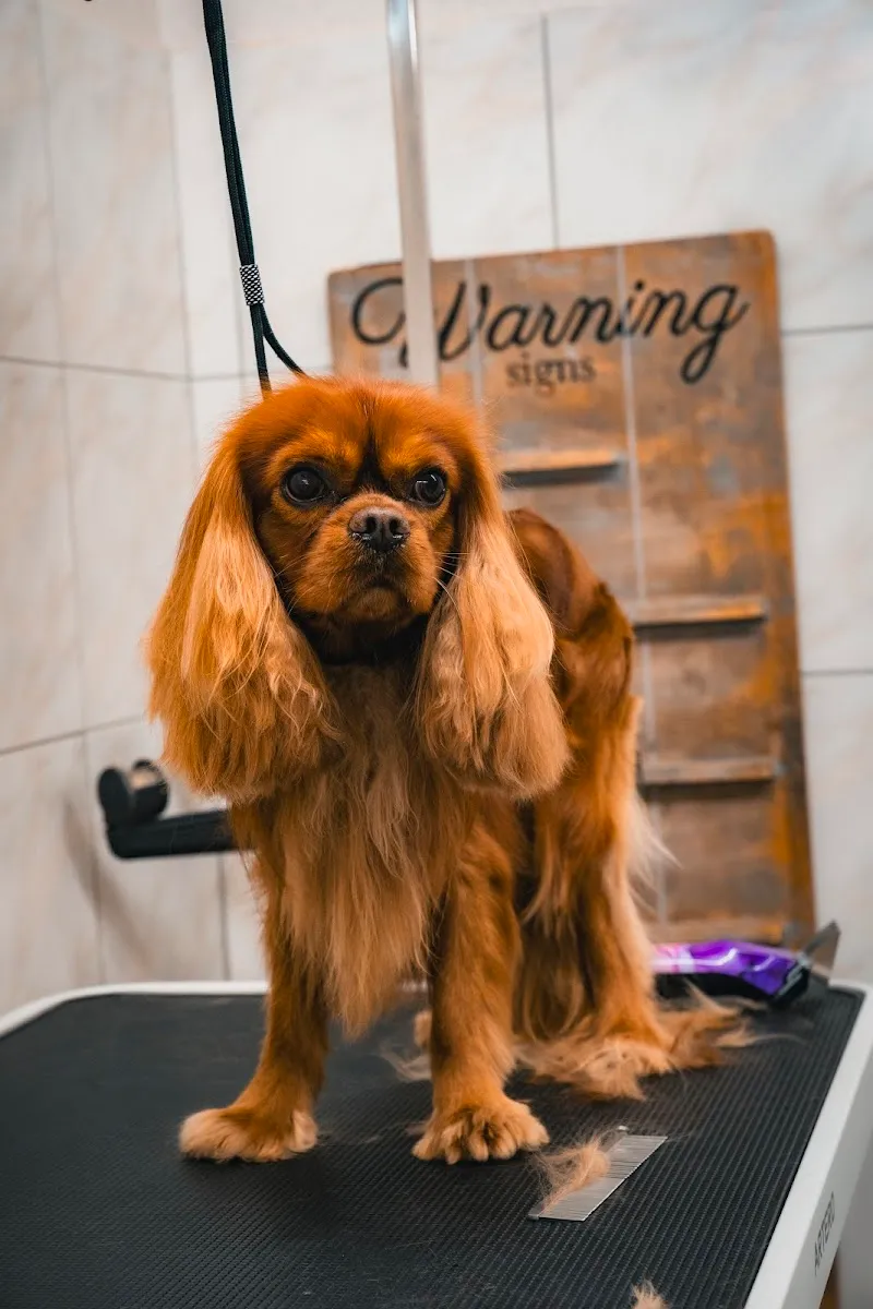La Vigie Riviera Pet Grooming — Tierdienst, Montreux, Waadt. Foto 3