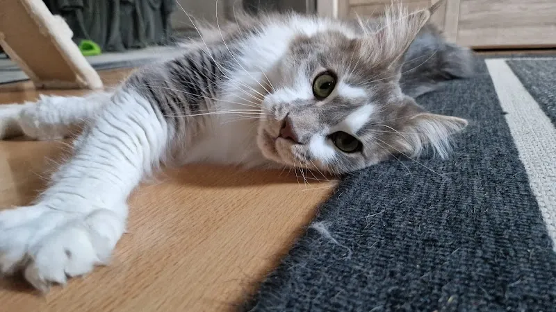 Sabrina's Homesitting — Pension pour chats, Guntershausen, Thurgovie. Foto 2