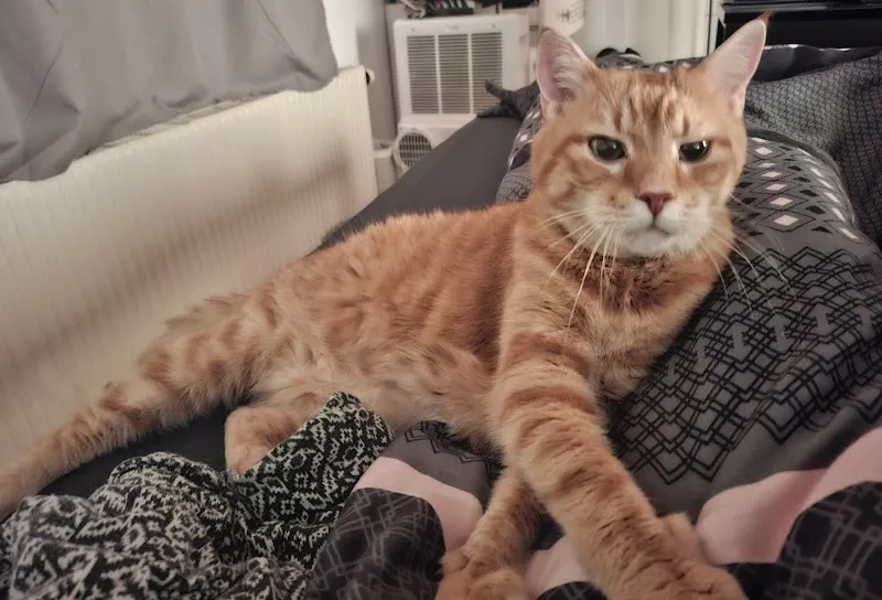 Sabrina's Homesitting — Pension pour chats, Guntershausen, Thurgovie. Foto 3