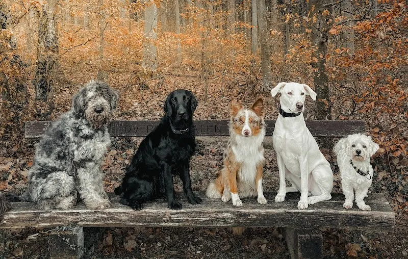 CARRYED — Katzenpension in Schaffhausen, Schaffhausen. Bewertung 5.0/5.