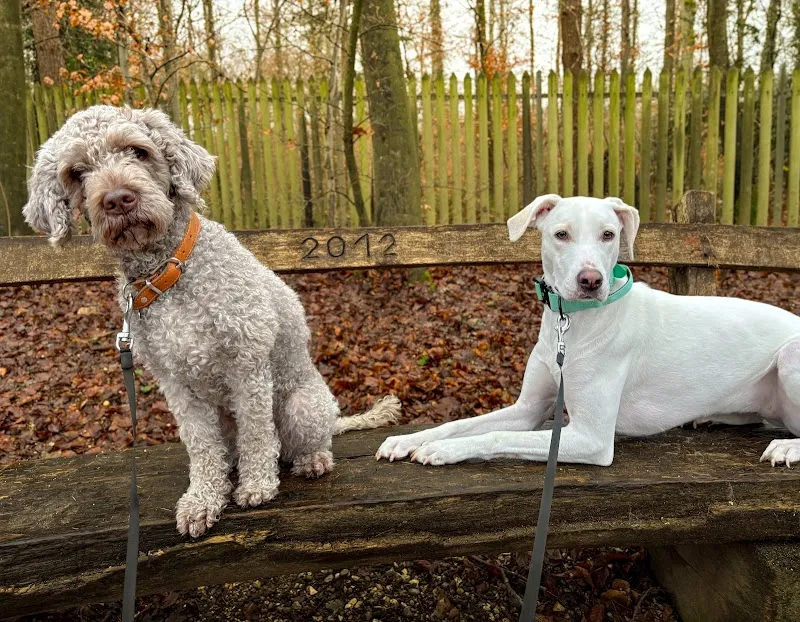 CARRYED — Pension pour chats, Schaffhausen, Schaffhouse. Foto 2