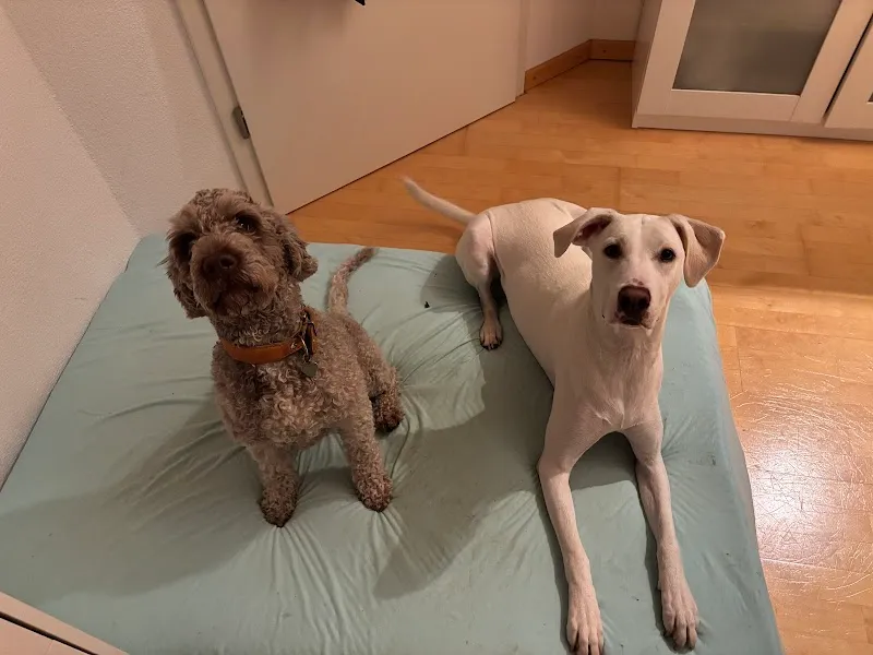 CARRYED — Pension pour chats, Schaffhausen, Schaffhouse. Foto 3