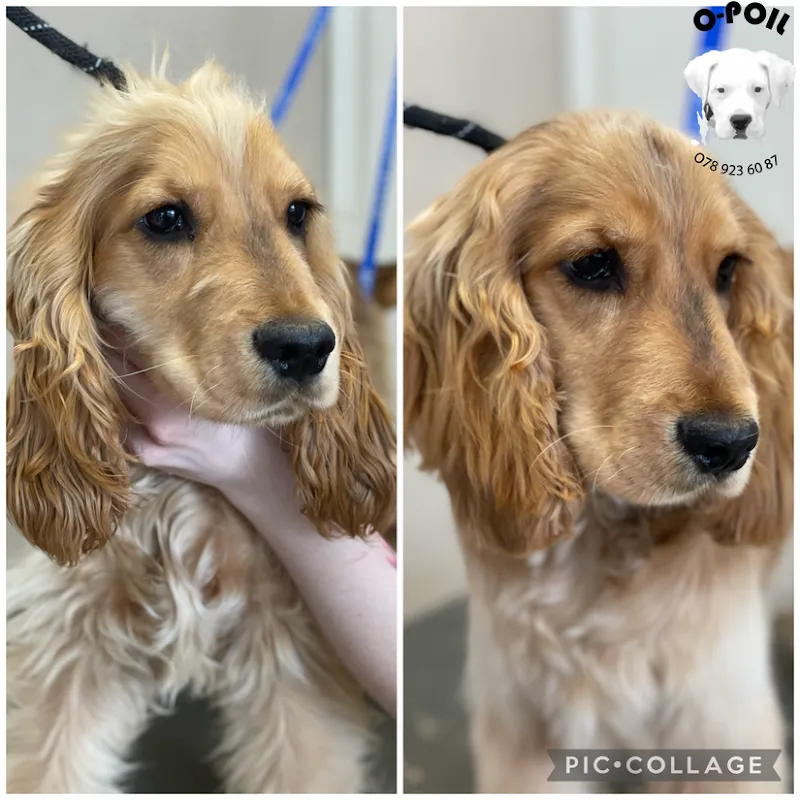 O-Poil — Zoofachhandel in Lausanne, Waadt. Bewertung 4.8/5.