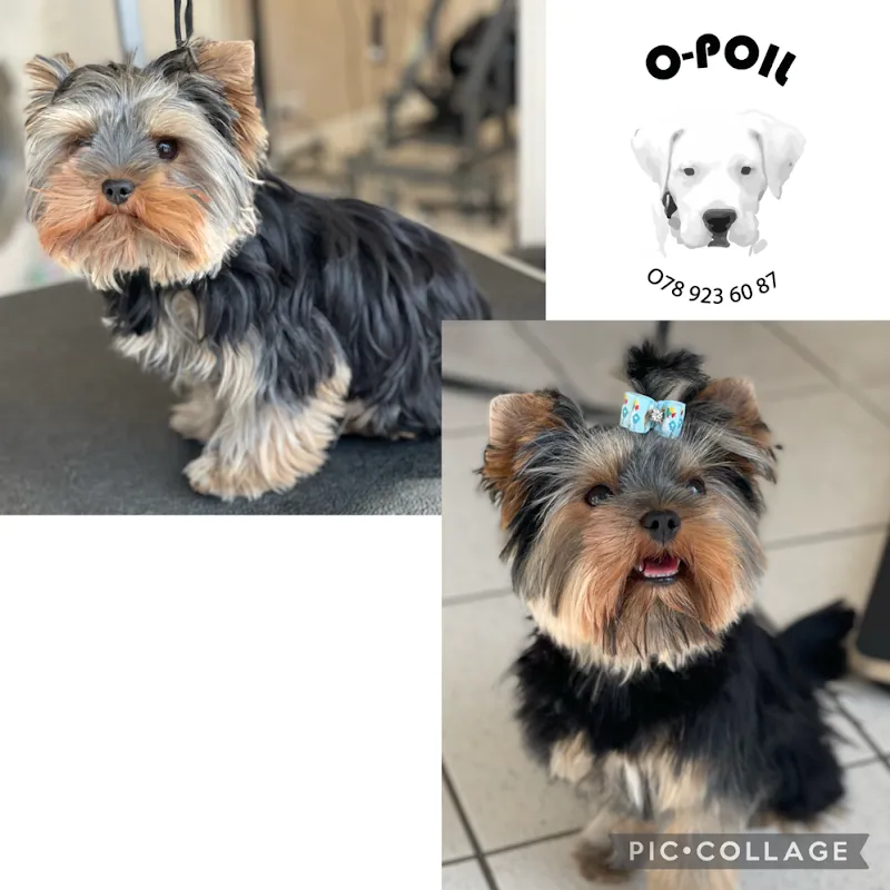 O-Poil — Zoofachhandel, Lausanne, Waadt. Foto 3