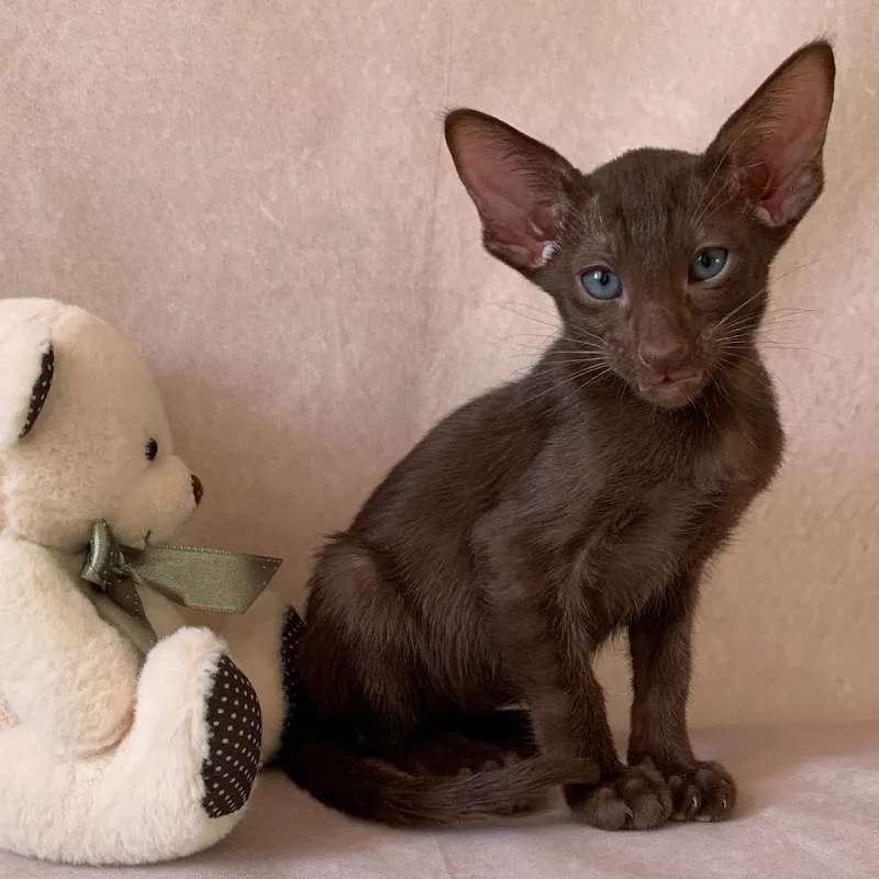 Cattery Munotglöggli — Katzenpension in Hallau, Schaffhausen. 