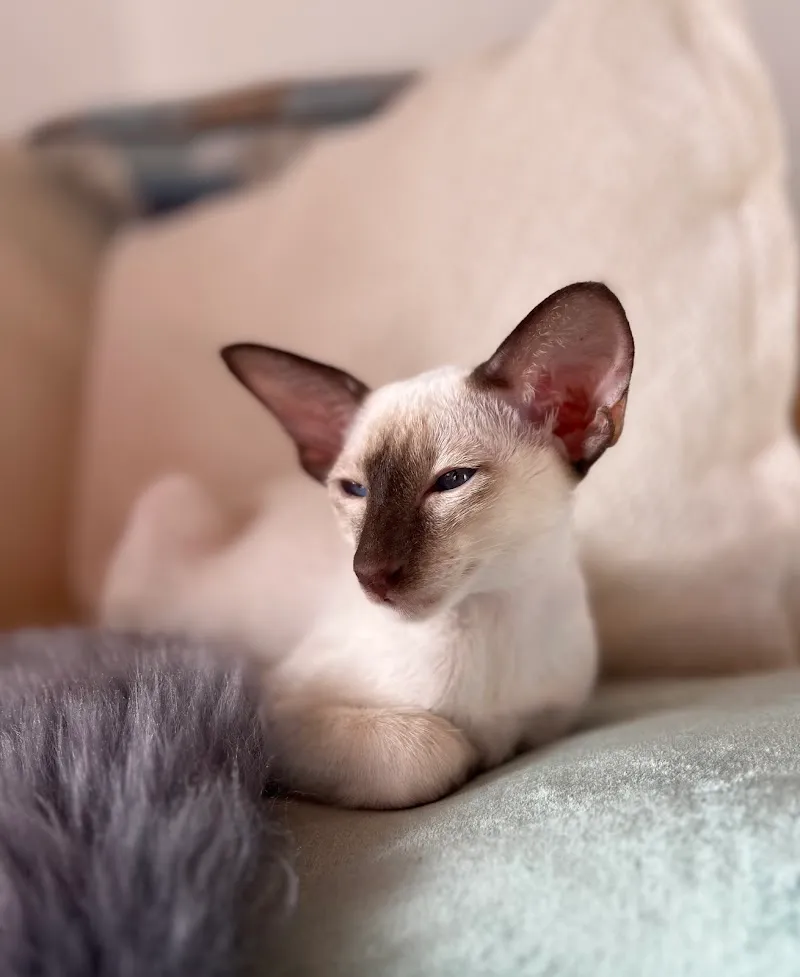 Cattery Munotglöggli — Katzenpension, Hallau, Schaffhausen. Foto 2