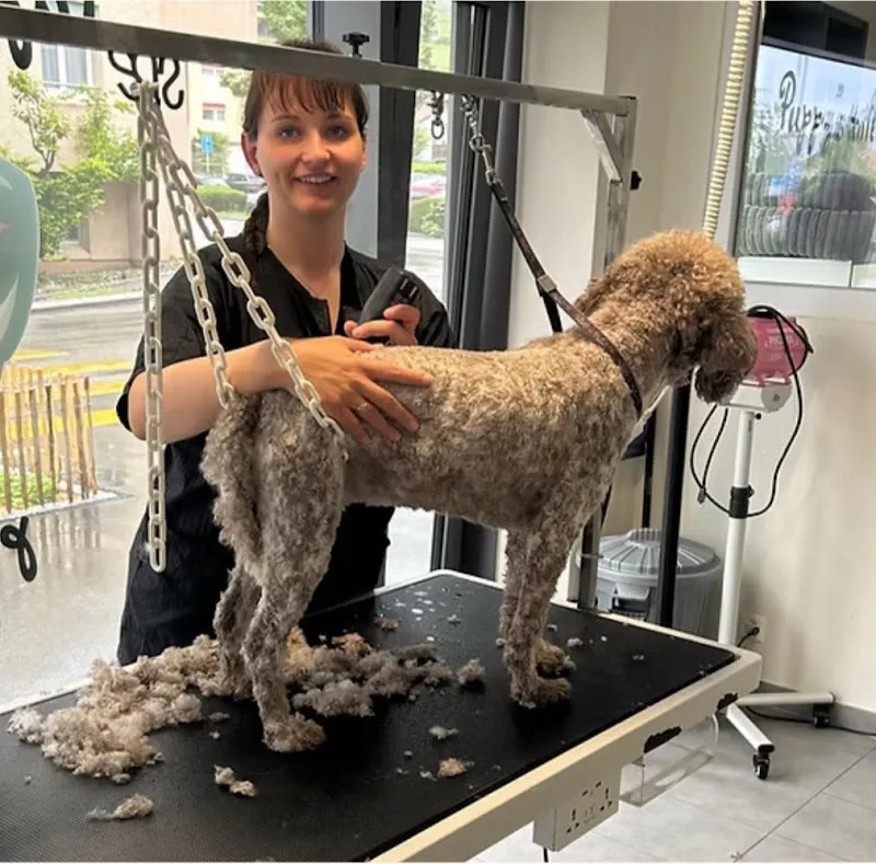 Puppy's toilettage professionnel — Servizio per animali, Aigle, Vaud. Foto 3