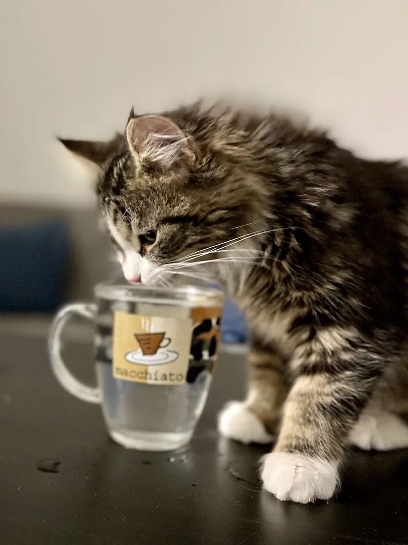 Die Tierpflegerin.ch — Katzenpension, Koblenz, Aargau. Foto 2