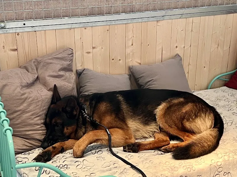 Die Tierpflegerin.ch — Katzenpension, Koblenz, Aargau. Foto 3