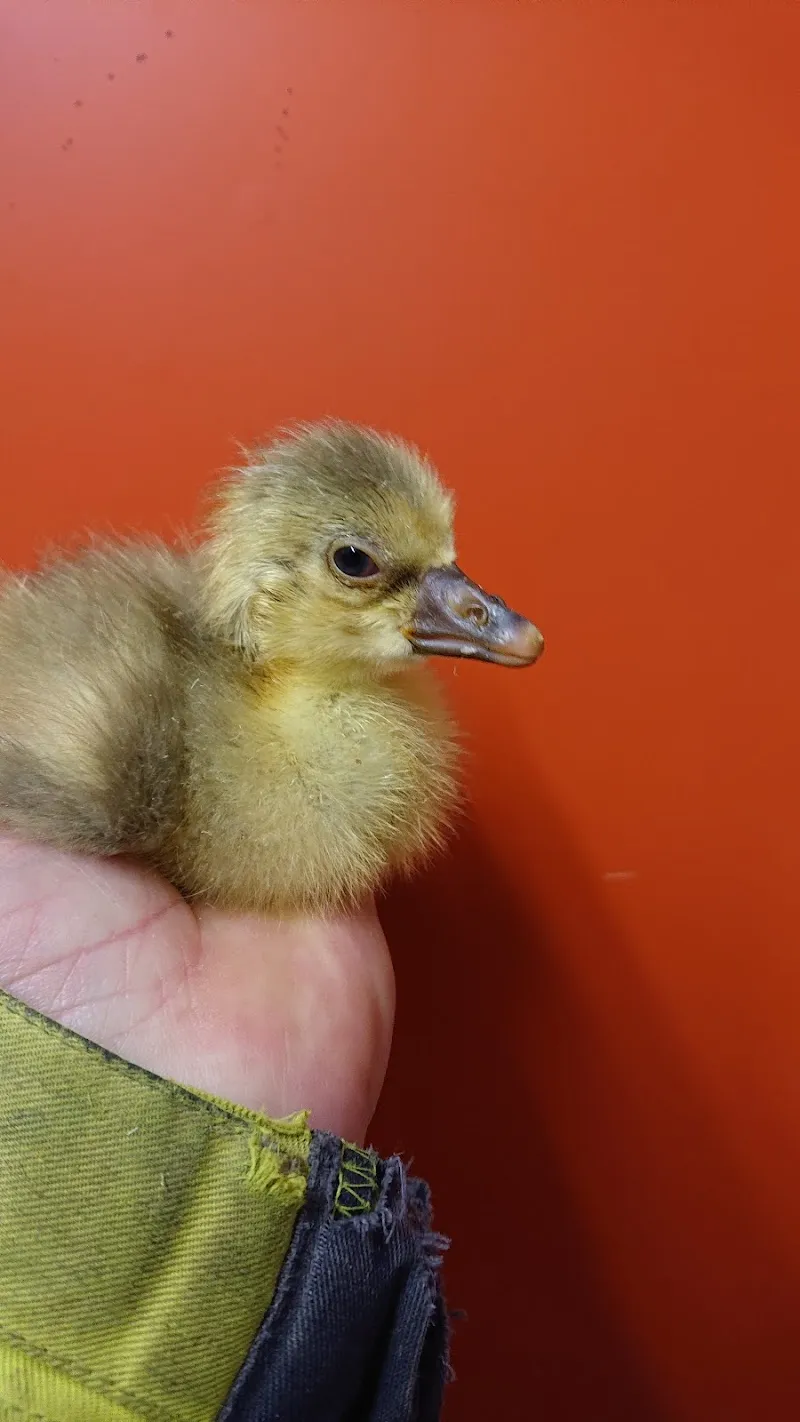 Swiss Pet Supplies Sàrl — Zoofachhandel, Chavornay, Waadt. Foto 3