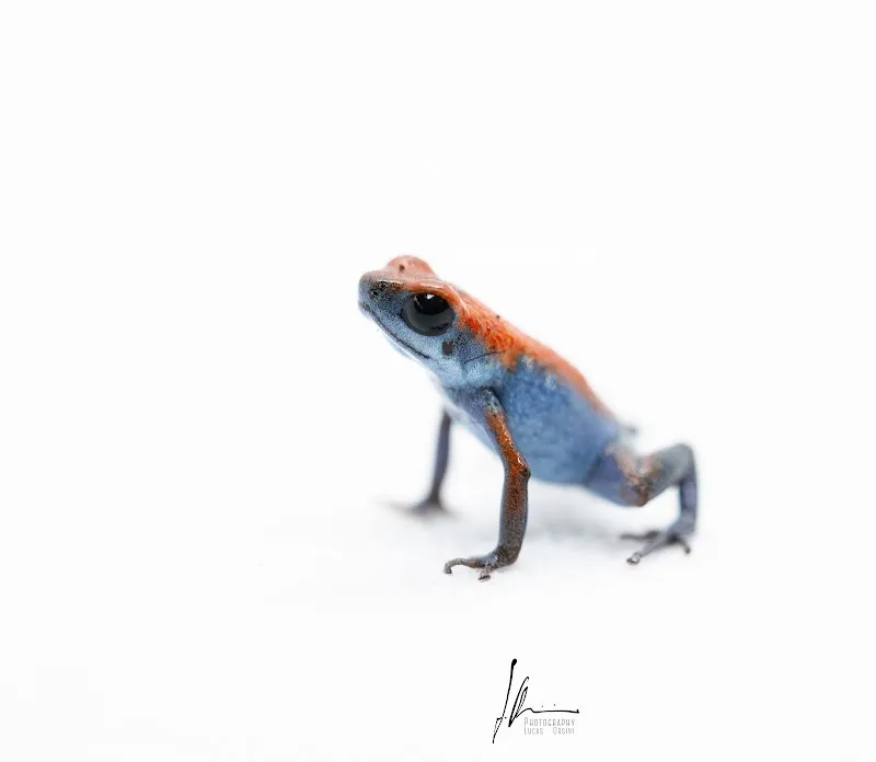 SwissFrogs — Zoofachhandel in La Tour-de-Peilz, Waadt. Bewertung 5.0/5.