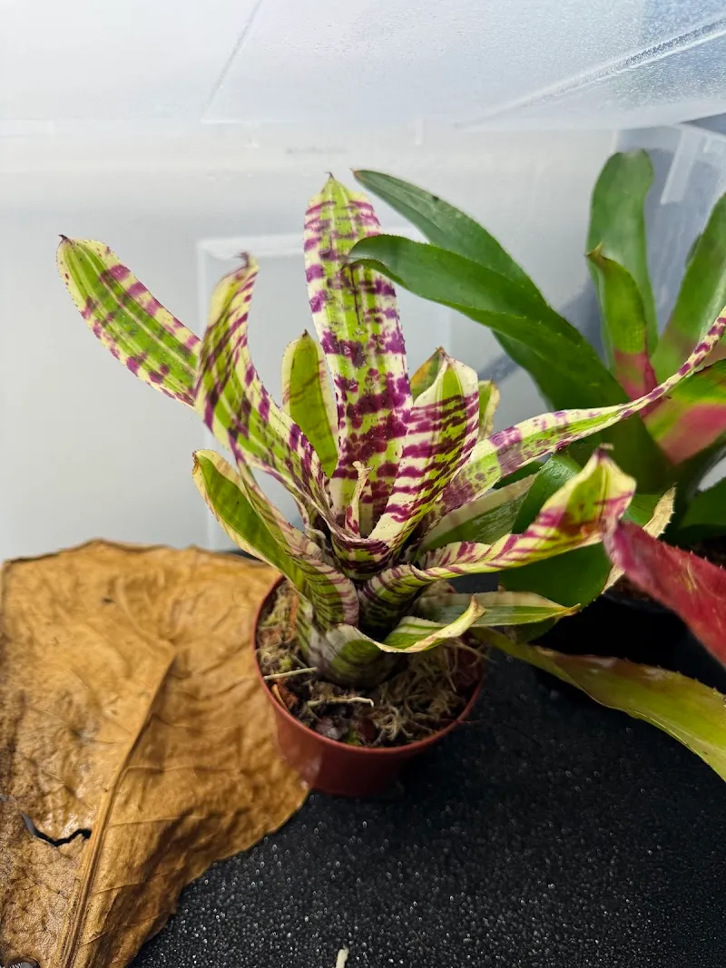 SwissFrogs — Zoofachhandel, La Tour-de-Peilz, Waadt. Foto 2