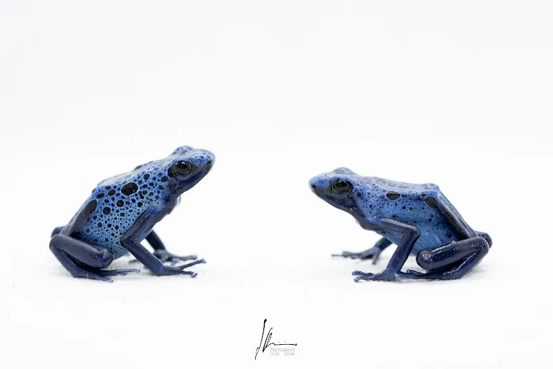 SwissFrogs — Zoofachhandel, La Tour-de-Peilz, Waadt. Foto 3
