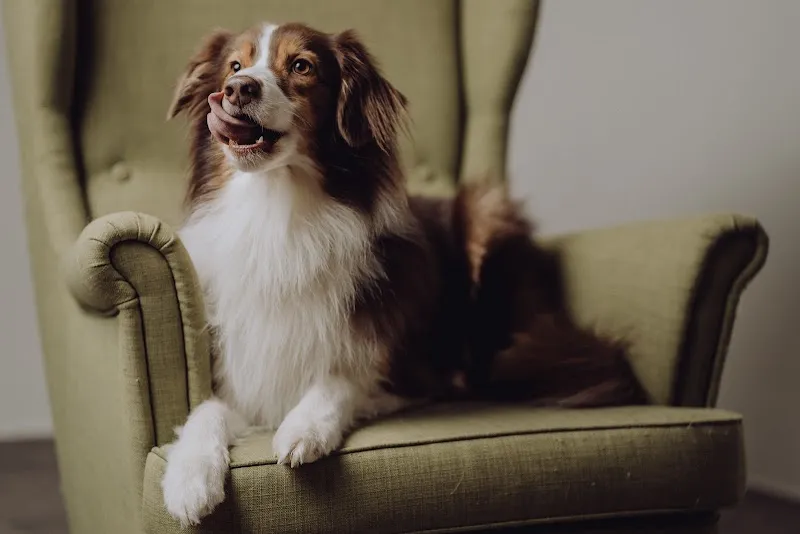 Dogcoach Schaffhausen KLG — Service animalier, Schaffhausen, Schaffhouse. Foto 2