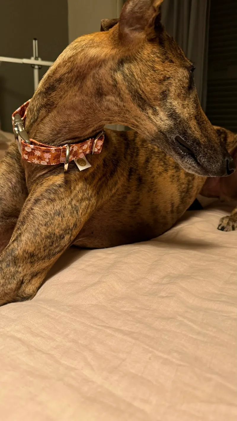 Woof & Woman — Zoofachhandel, Nyon, Waadt. Foto 2