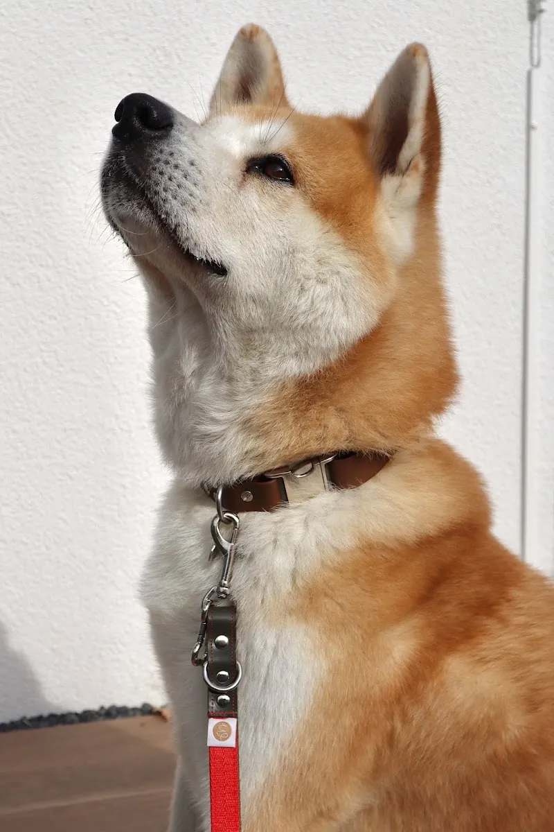 Woof & Woman — Zoofachhandel, Nyon, Waadt. Foto 3