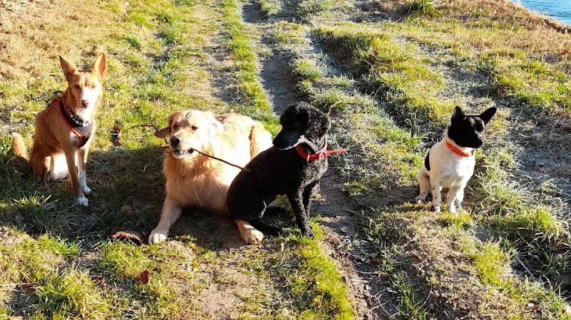 Evas Hundesitting — Tierdienste in Feuerthalen, Zürich. Bewertung 5.0/5.