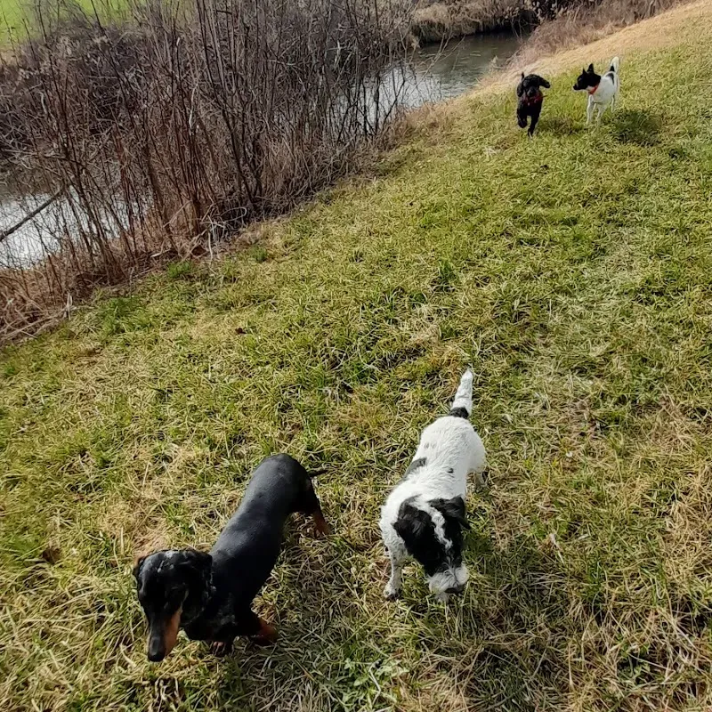 Evas Hundesitting — Service animalier, Feuerthalen, Zurich. Foto 2