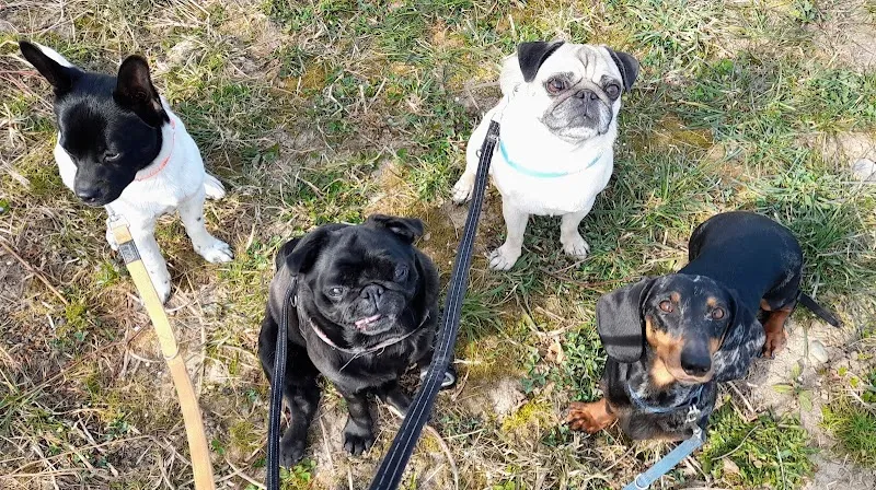 Evas Hundesitting — Service animalier, Feuerthalen, Zurich. Foto 3