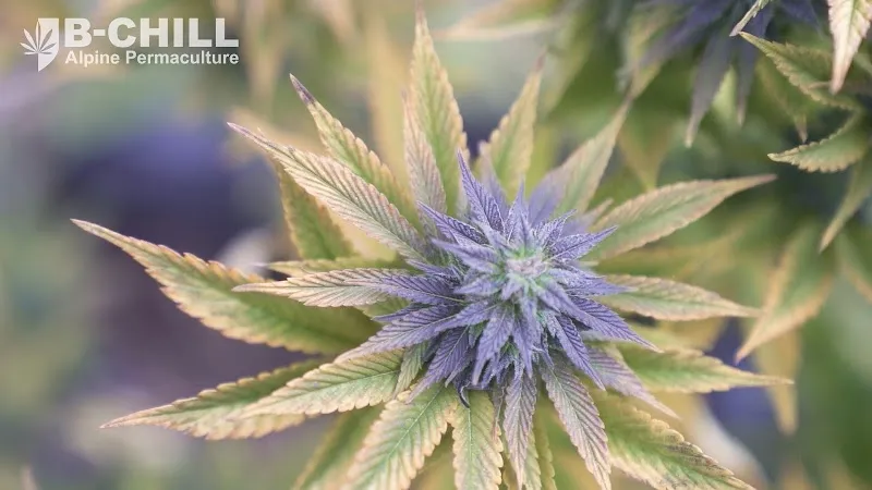 B-Chill - Shop CBD Suisse — Zoofachhandel in Sierre, Wallis. Bewertung 4.8/5.