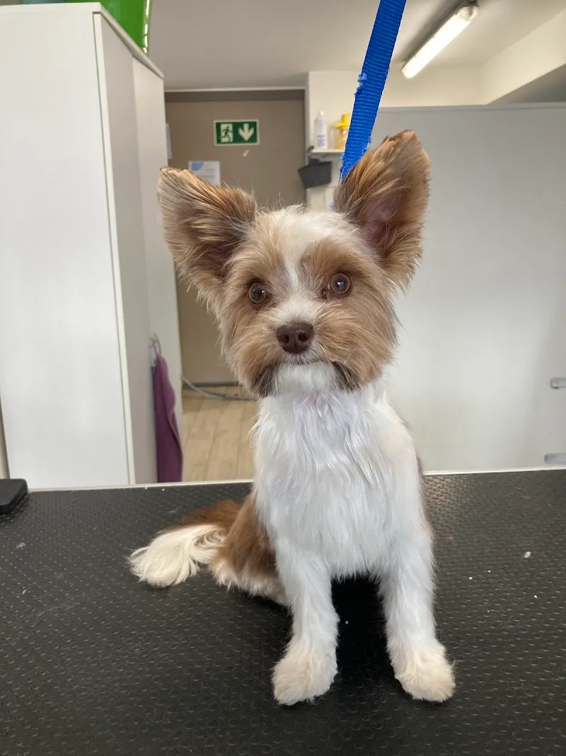 Canicat — Zoofachhandel, Sion, Wallis. Foto 2