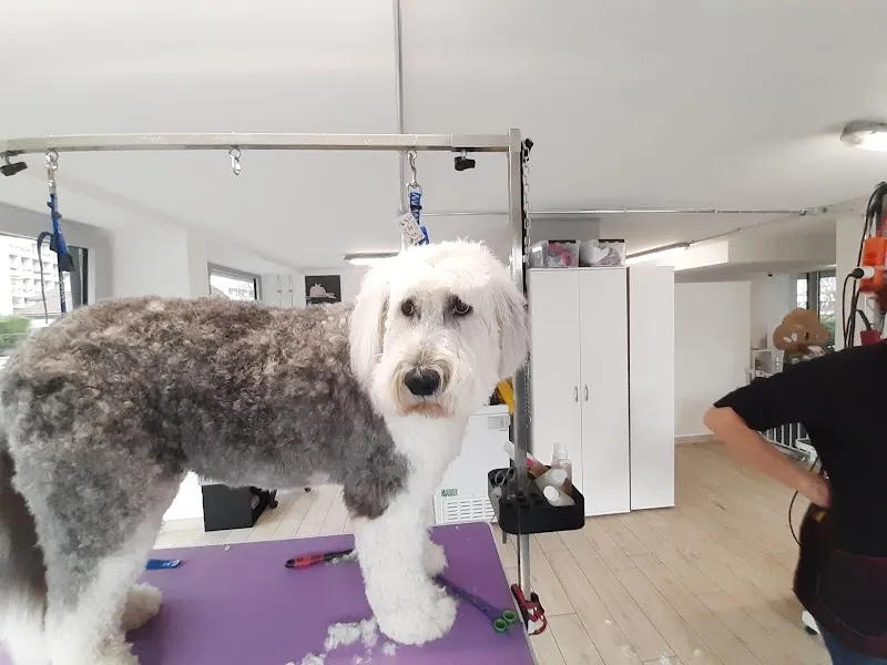 Canicat — Zoofachhandel, Sion, Wallis. Foto 3