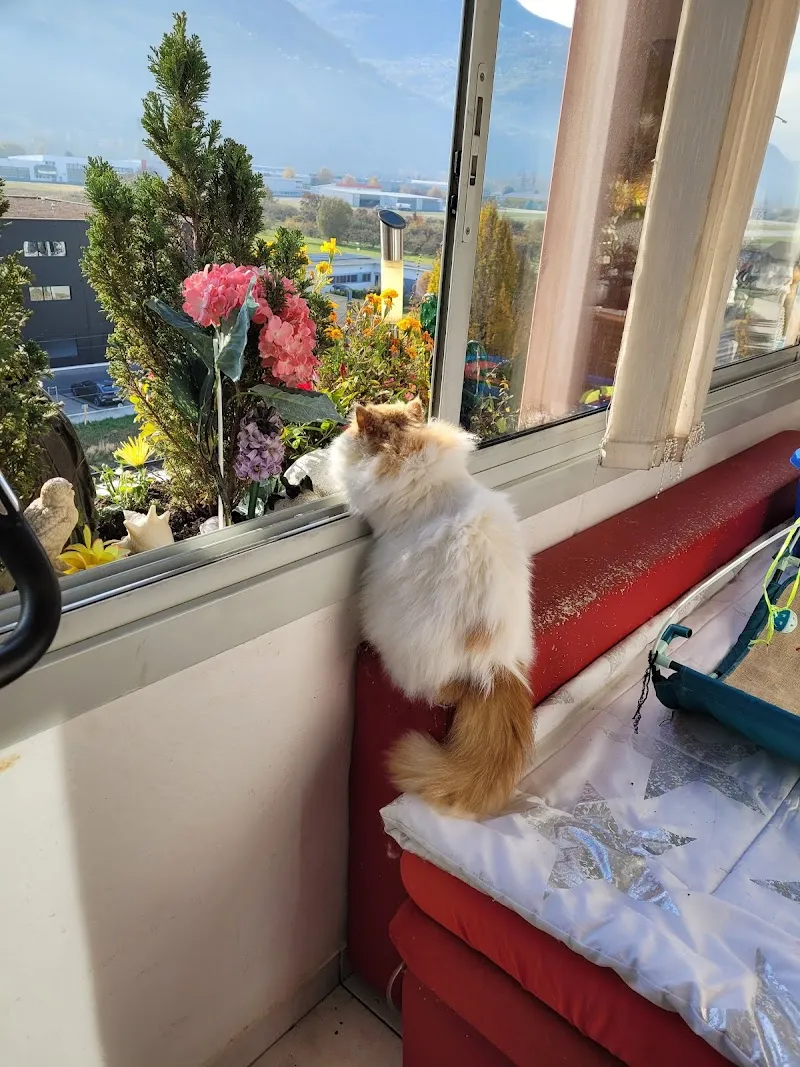 Dogs Elegance & Nuova Fattoria — Zoofachhandel, Sion, Wallis. Foto 2