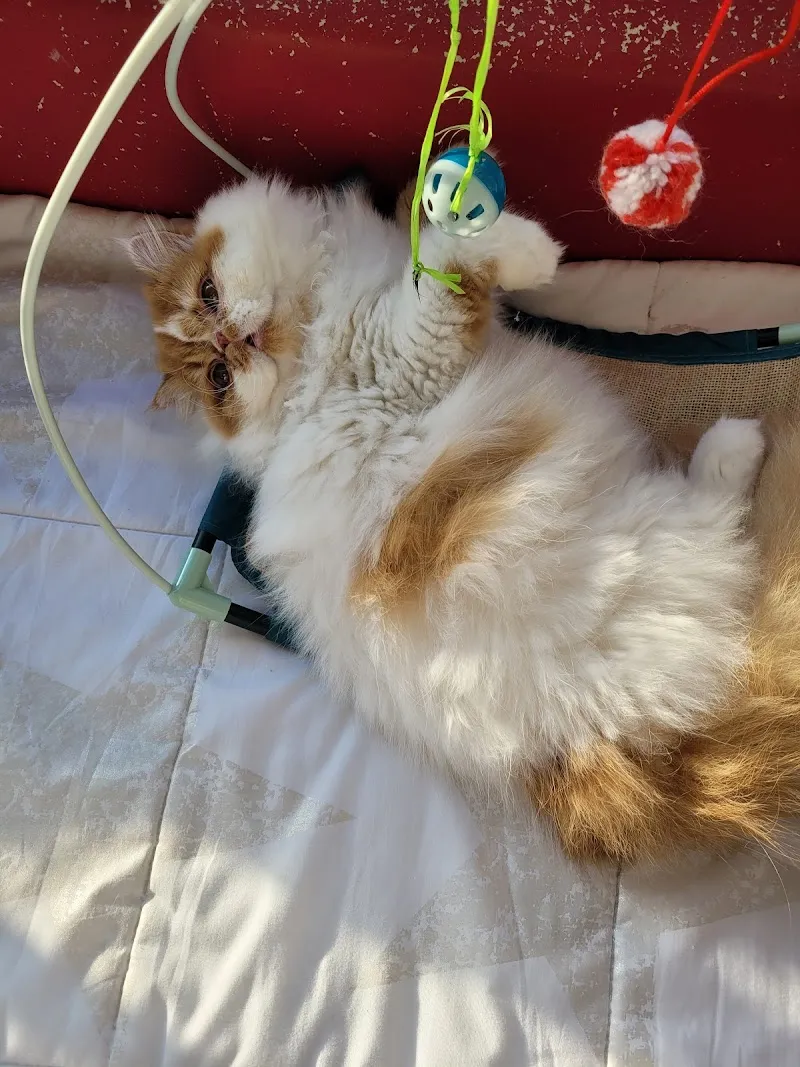 Dogs Elegance & Nuova Fattoria — Zoofachhandel, Sion, Wallis. Foto 3