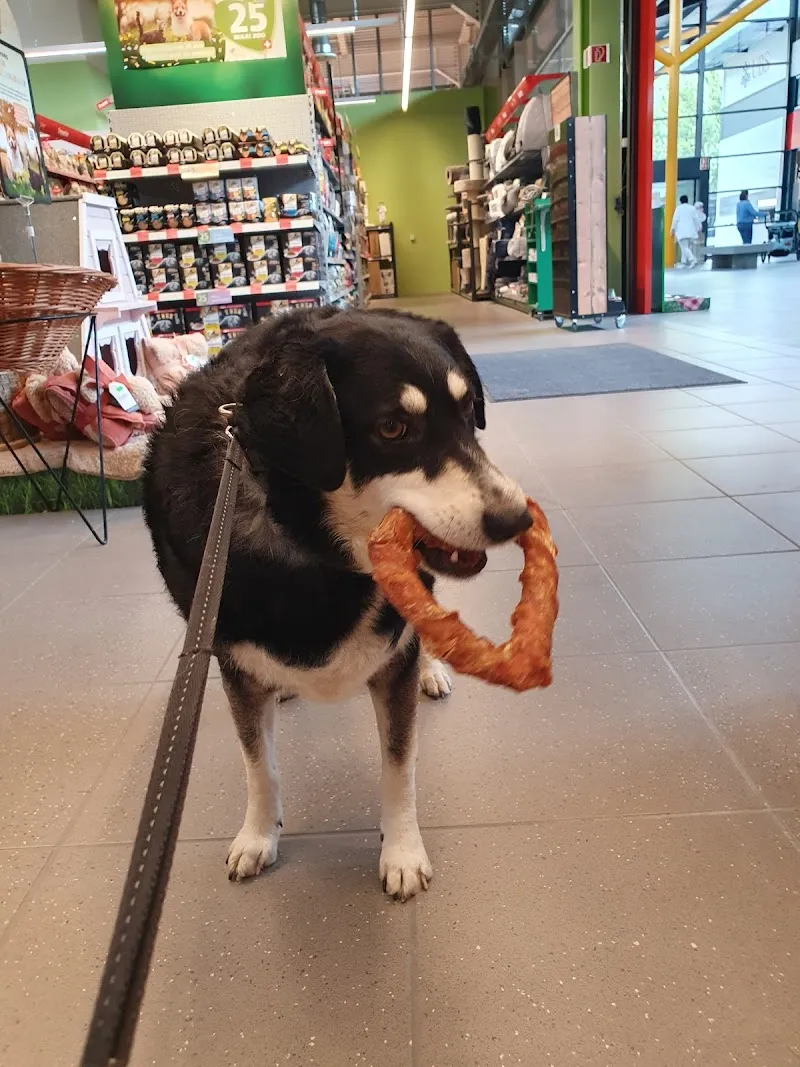 Fressnapf Sion — Zoofachhandel, Sion, Wallis. Foto 2