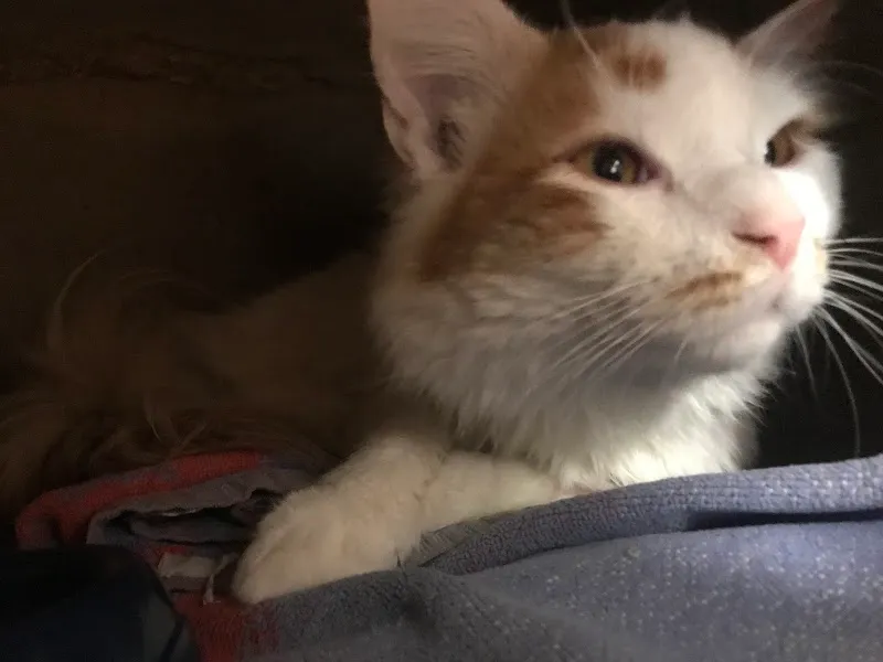 Katzenhaus — Katzenpension in Neuhausen am Rheinfall, Schaffhausen. Bewertung 4.7/5.