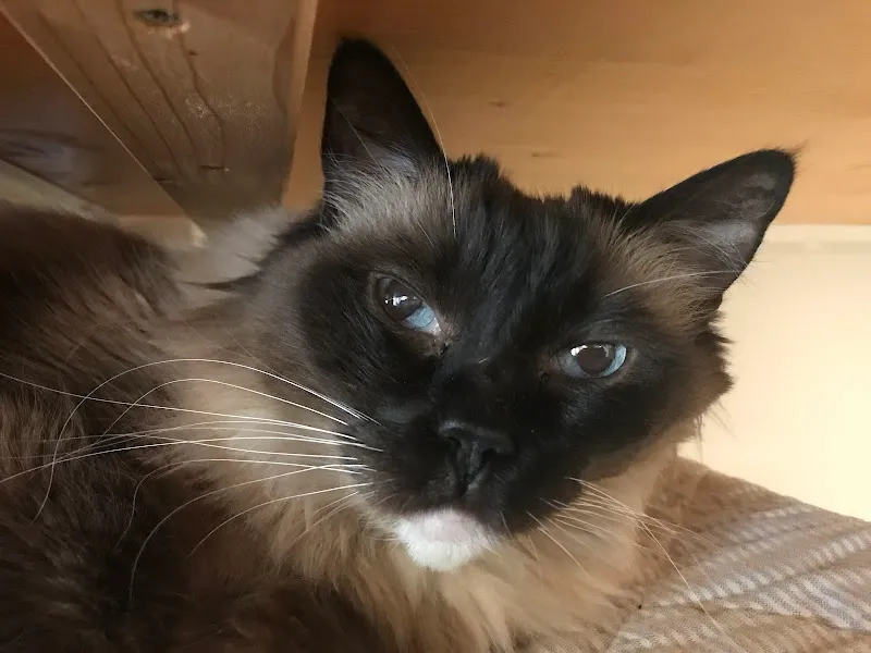 Katzenhaus — Pension pour chats, Neuhausen am Rheinfall, Schaffhouse. Foto 2