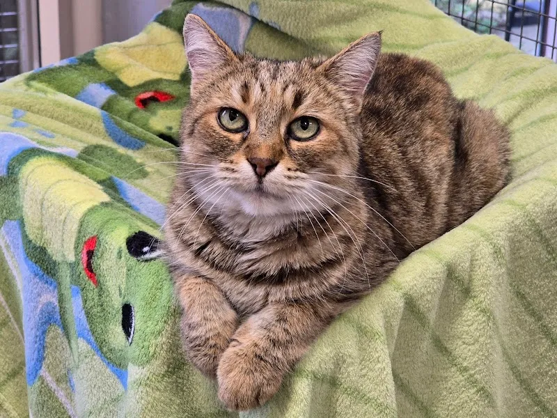 Katzenhaus — Pension pour chats, Neuhausen am Rheinfall, Schaffhouse. Foto 3