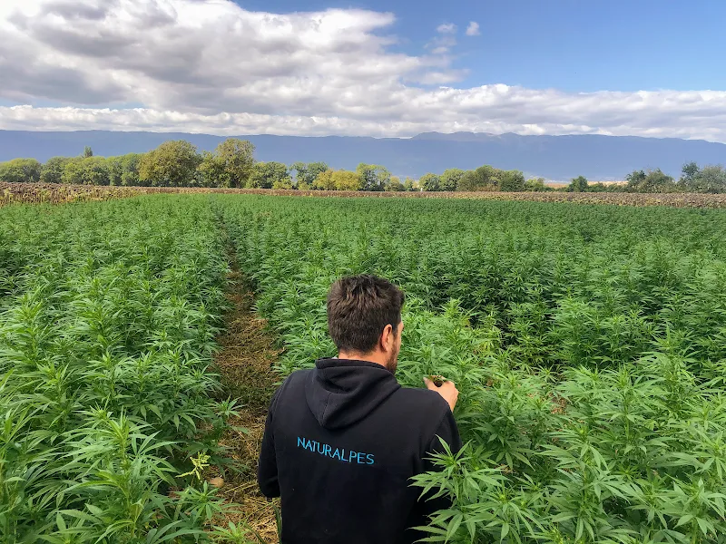 Naturalpes CBD Shop Martigny — Zoofachhandel, Martigny, Wallis. Foto 3