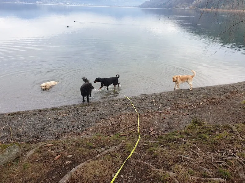 ANIMALIA Dogs — Katzenpension in Wangen, Schwyz. Bewertung 5.0/5.