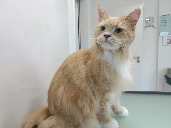 katzencoiffeur.ch — Tierdienste in Egliswil, Aargau. Bewertung 5.0/5.